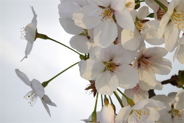 简单比喻句摘抄78句