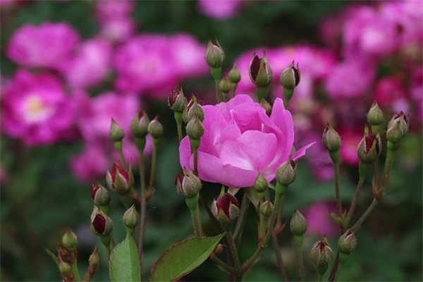 看透了世间冷暖的文案