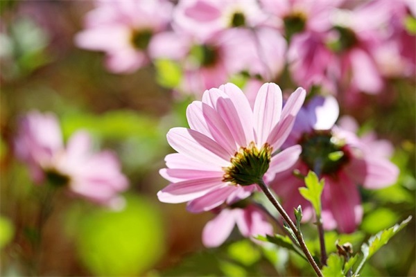 2025年最流行的一句话心情文案