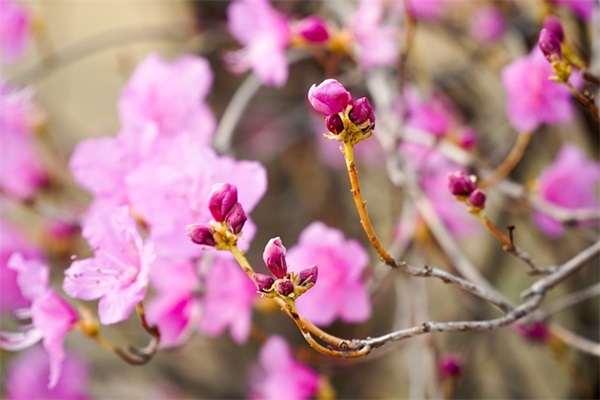 描写背影的片段31句