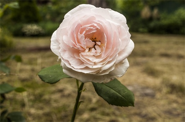 青春校园励志正能量句子