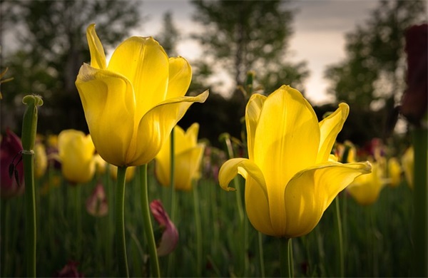 抖音知识分享能火的文案