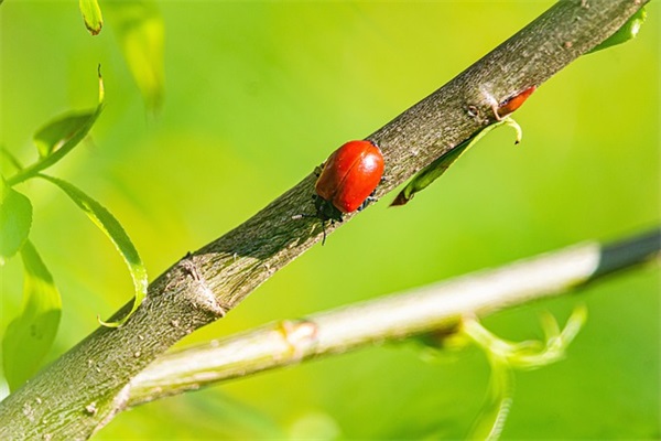 描写春雨的古诗大全