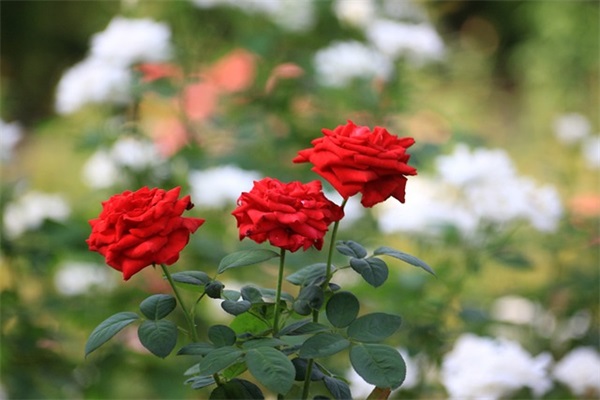 抖音周末愉快的好心情句子带文案