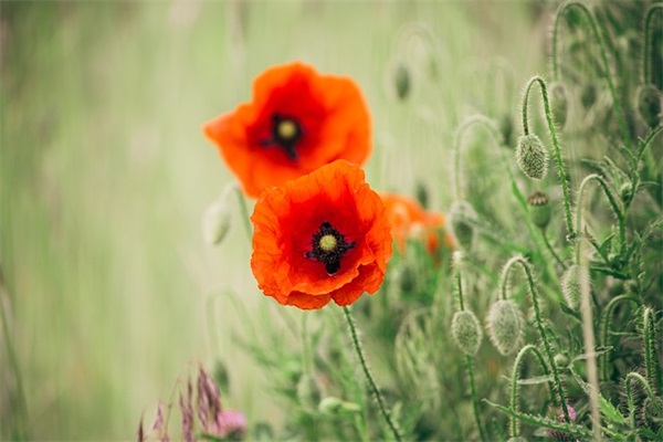 比喻句描写景色50句