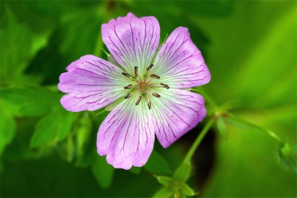 雪的人生感悟句子
