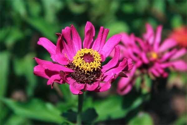 感恩的人生感悟句子