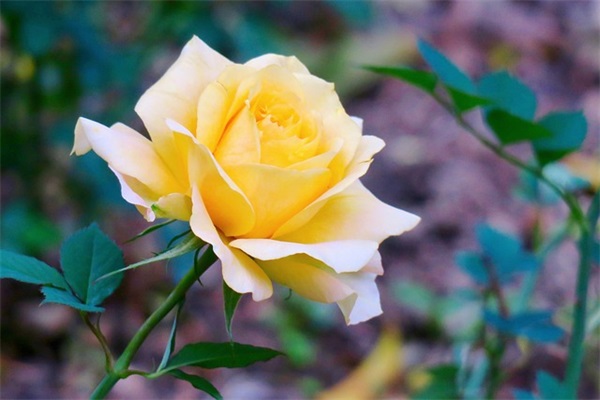 送给同学的毕业赠言29句