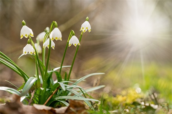 2025母亲节适合发朋友圈的温暖祝福语