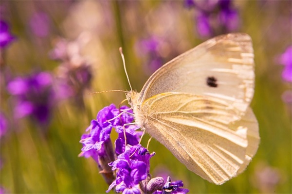 新春佳节送祝福语 新春佳节送祝福