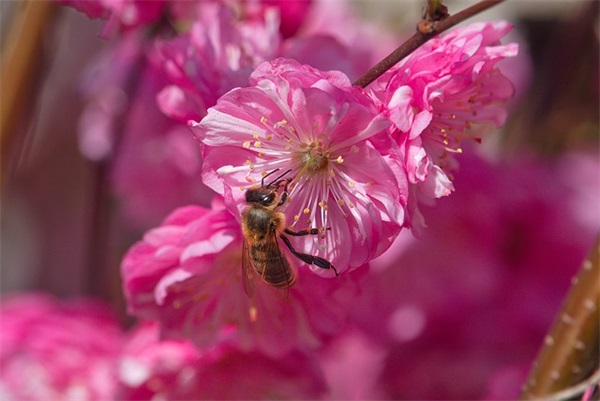 2025母亲节微信经典的祝福语