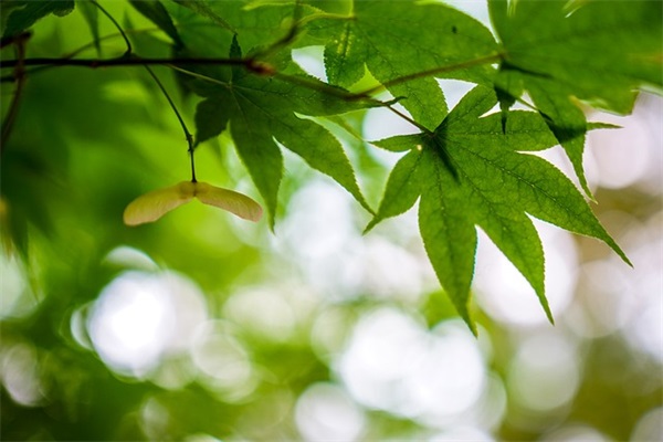 2025年元旦QQ祝福语