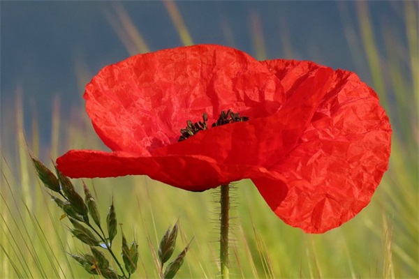 2025清明节发的微信短信祝福语_清明节简短祝福语大全