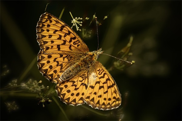 2025年跨年给女朋友祝福语45句