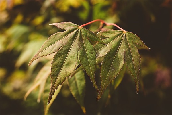 送女朋友祝福语84句