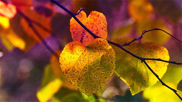 情人过生日的祝福语