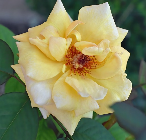 新年微信祝福语2025年48句