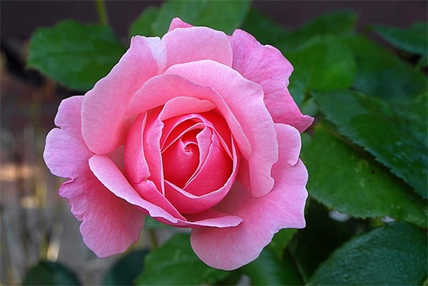 人生感悟的句子