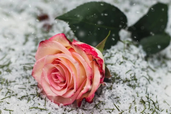 给喜欢的人表白的句子