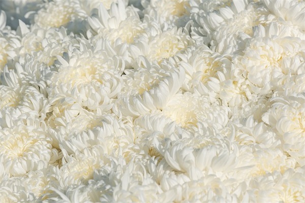 形容下雪的句子