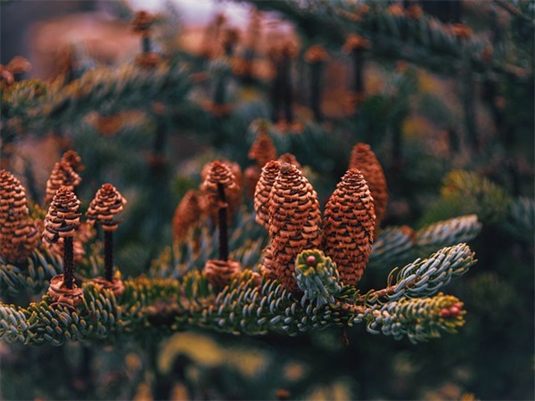 环境描写的句子