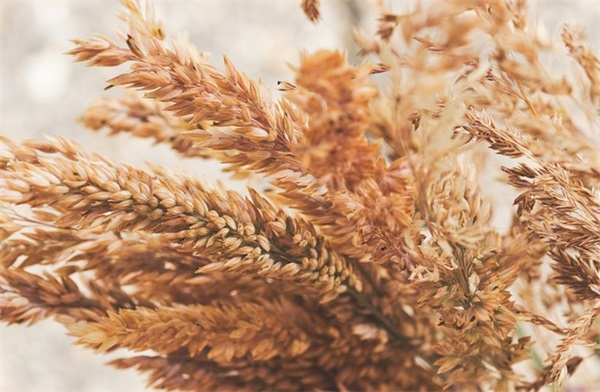 描写秋天丰收的句子