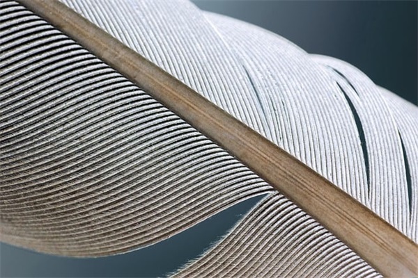 人要懂得感恩的句子