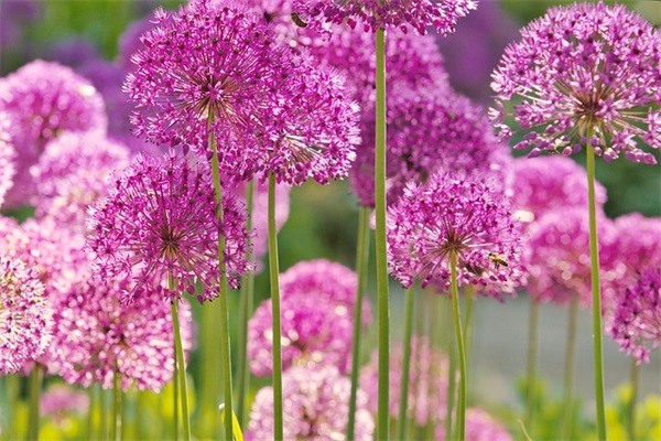 关于描写桂花的句子98句