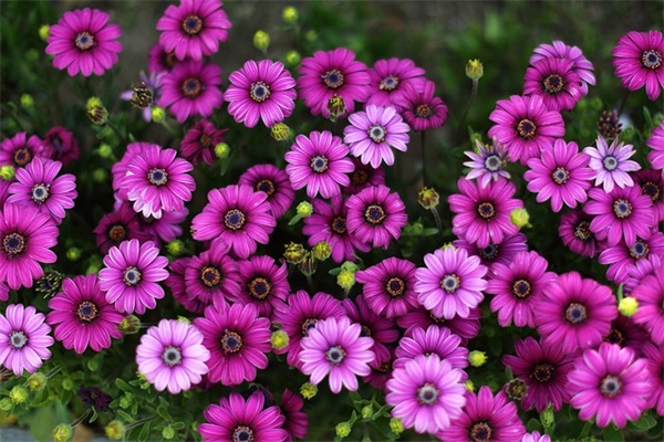 关于描写家乡的句子81句