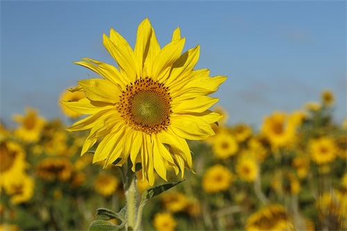 表达友情的古诗词