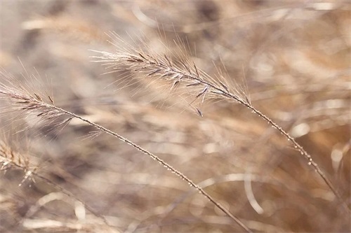 形容男子帅气的古文