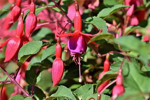 2025歌颂赞美伟大的祖国建国70周年儿童主题爱国诗歌