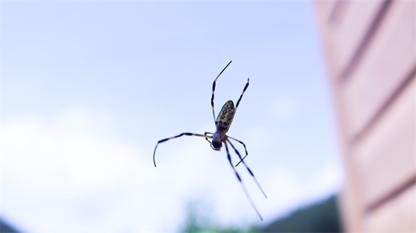 猴年春节的祝福短信92句