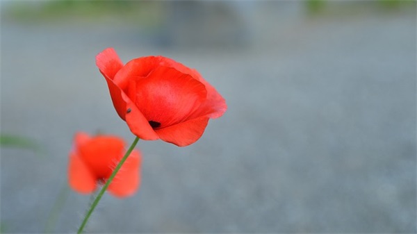 考试前的祝福短信83句