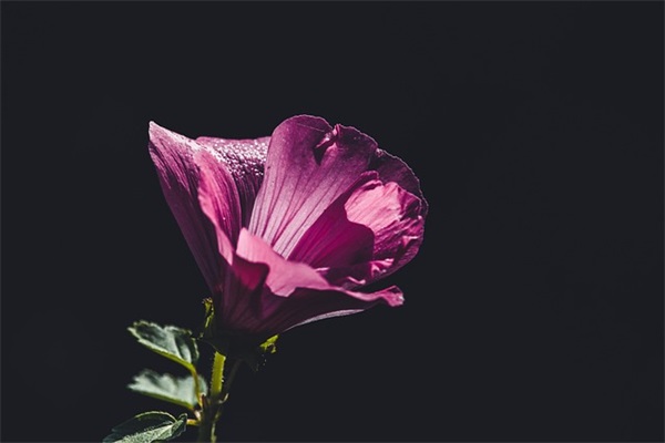 祝福母亲节的话81句