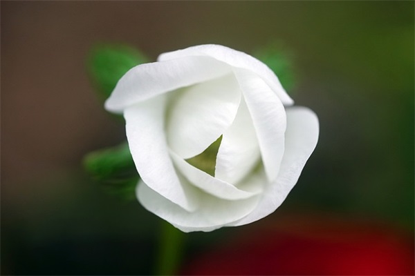 妇女节祝福短语83句