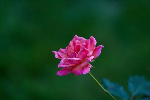 六一节祝福81句