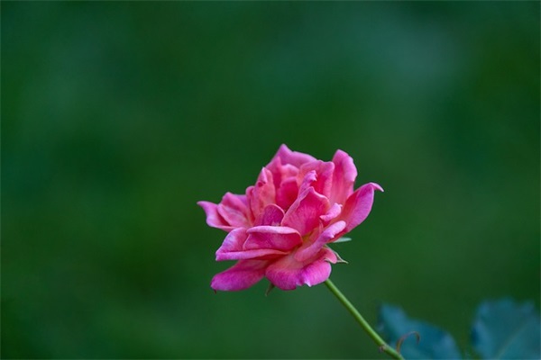 春节祝福爱人短信86句