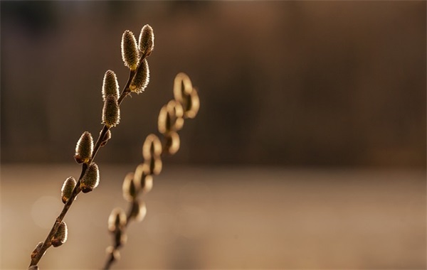 母亲节祝福短信大全81句