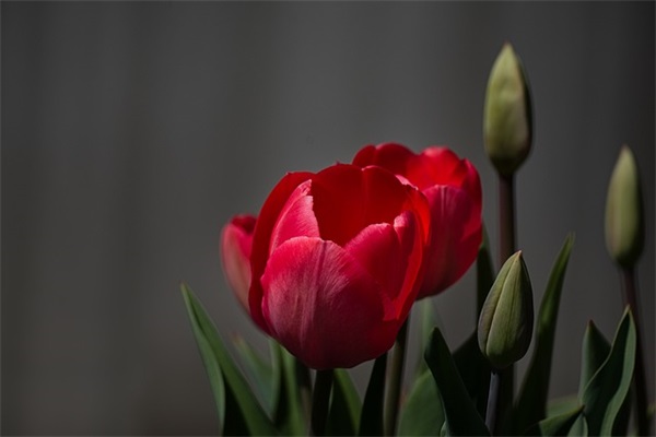 儿童节祝福客户短信81句