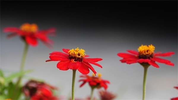 成人六一儿童节祝福85句