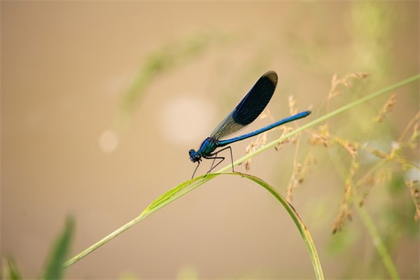 生日祝福短信长辈100句