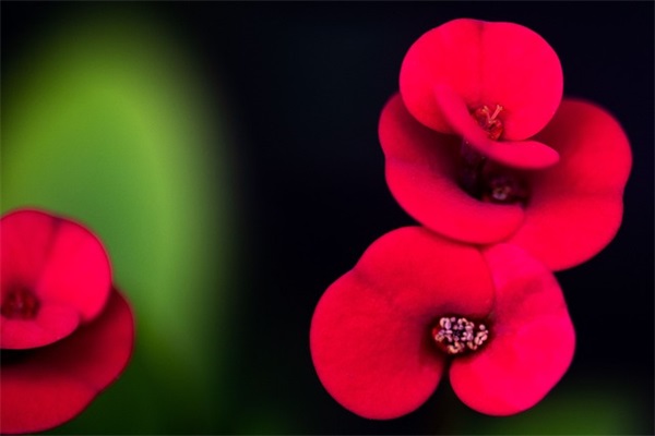 祝福你亲爱的圣诞短信80句