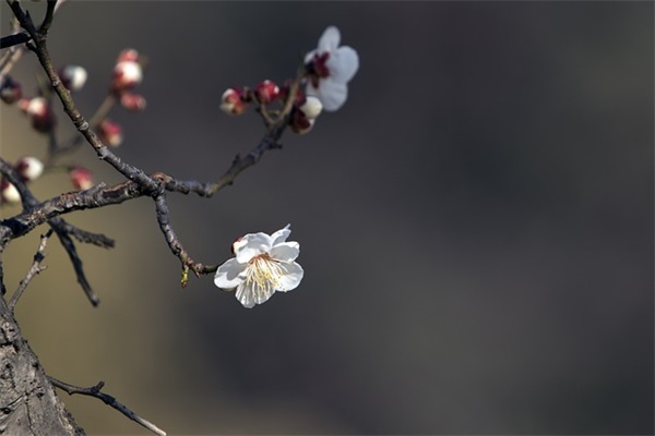 精彩春节祝福短信82句