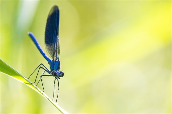 节日短信祝福85句
