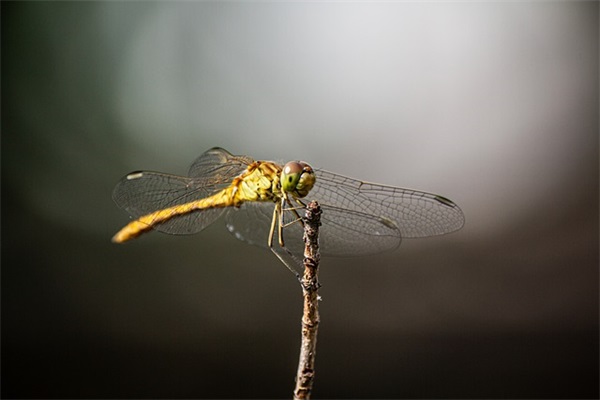 好听的带隐字网名