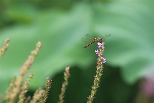 用玉铭取好听的网名