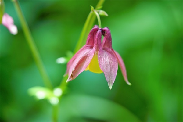 好听猫的网名六字