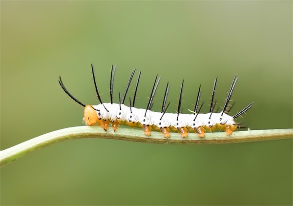 带佳的好好听的网名