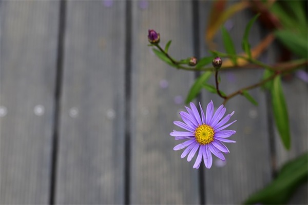 短又好听的网名